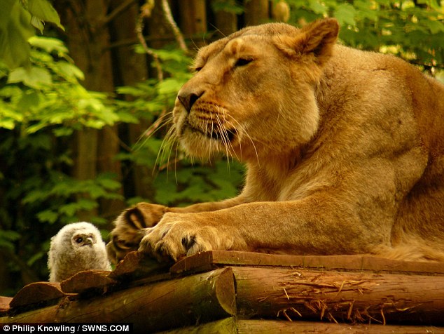 lion2.jpg